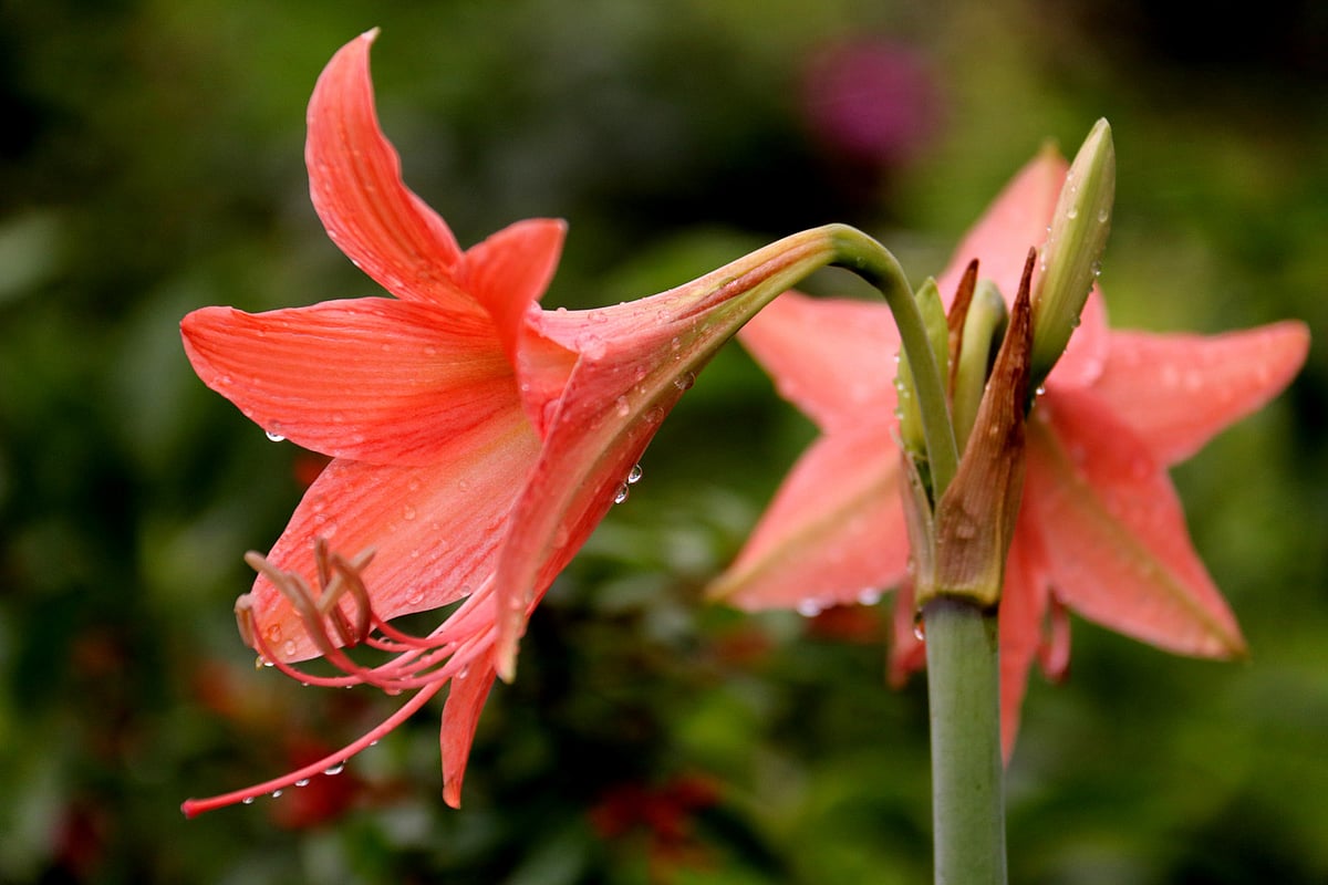 বৃষ্টিস্নাত লিলি ফুল। বাগানের শোভা বর্ধনে এই ফুলের জুড়ি নেই। দাড়িয়াপাড়া এলাকা, সিলেট, ১৯ এপ্রিল। ছবি: আনিস মাহমুদ