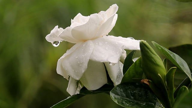 বৃষ্টিভেজা গন্ধরাজ ফুল। গন্ধরাজ কফিগাছ প্রজাতির উদ্ভিদ। দাড়িয়াপাড়া এলাকা, সিলেট, ১৯ এপ্রিল। ছবি: আনিস মাহমুদ