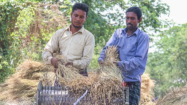 বোরো ধান তোলা হয়েছে। এবার মাড়াইয়ের পালা। দেয়ানা বাইপাস সড়ক এলাকা, খুলনা, ২০ এপ্রিল। ছবি: সাদ্দাম হোসেন