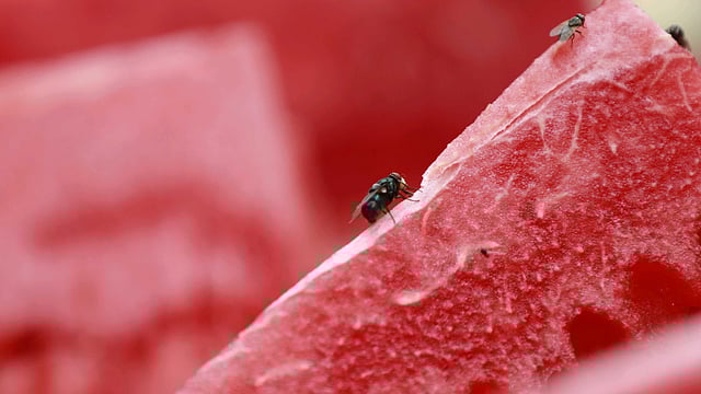 গরমে স্বস্তি পেতে অনেকে রাস্তাঘাটে কেটে বিক্রি করা তরমুজের ফালি কিনে খান। এসব ফালিতে মাছি এসে বসে। ছড়ায় রোগ-জীবাণু। বাবুবাজার, পুরান ঢাকা, ২০ এপ্রিল। ছবি: শুভ্র কান্তি দাশ