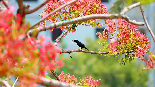 কৃষ্ণচূড়ার পুরোনো গাছে এসেছে নতুন ফুল। ফুলের মধুর টানে এসেছে মৌটুসি পাখি। সরকারি এডওয়ার্ড কলেজ, পাবনা, ২০ এপ্রিল। ছবি: হাসান মাহমুদ