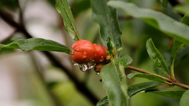 সবুজ পাতার আড়াল থেকে উঁকি দিচ্ছে ডালিমের ভেজা কলি। দাড়িয়াপাড়া এলাকা, সিলেট, ১৯ এপ্রিল। ছবি: আনিস মাহমুদ