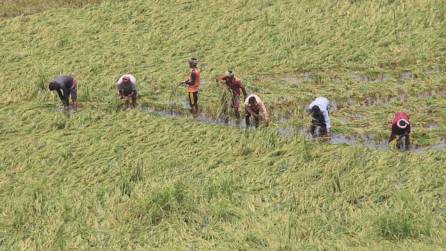 কয়েক দিনের বৃষ্টিতে বোরো খেত তলিয়ে গেছে। পানিতে নিমজ্জিত ধান কেটে ফেলছেন কৃষক। দক্ষিণ ধল্লা, সিঙ্গাইর, মানিকগঞ্জ, ১৯ এপ্রিল। ছবি: আব্দুল মোমিন