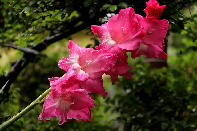 বৃষ্টিতে ভিজেছে গ্লাডিওলাস। দাড়িয়াপাড়া এলাকা, সিলেট, ১৯ এপ্রিল। ছবি: আনিস মাহমুদ