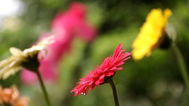 দেশের বিভিন্ন স্থানে বাণিজ্যিকভাবে চাষ হচ্ছে বর্ণিল জারবেরা ফুল। দাড়িয়াপাড়া এলাকা, সিলেট, ১৯ এপ্রিল। ছবি: আনিস মাহমুদ