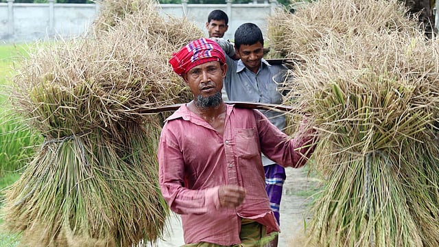 বোরো ধান কাটা শুরু হয়েছে। সোনালি ধান নিয়ে মাঠ থেকে ফিরছেন কৃষকেরা। মোকাম ইউনিয়ন, বুড়িচং, কুমিল্লা, ২০ এপ্রিল। ছবি: এমদাদুল হক