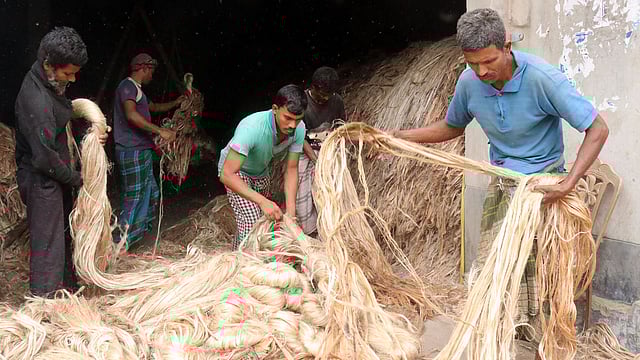 রংপুরে গুদামজাত করা পাট বিক্রি হচ্ছে। প্রতি মণ পাট ১ হাজার ৮০০ টাকা। জায়গির হাট, মিঠাপুকুর, রংপুর ২০ এপ্রিল। ছবি: মঈনুল ইসলাম