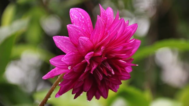 ডালিয়ার আদি নিবাস মেক্সিকোর গুয়াতেমালা। এখন অবশ্য ডালির মৌসুম নয়। দাড়িয়াপাড়া এলাকা, সিলেট, ১৯ এপ্রিল। ছবি: আনিস মাহমুদ