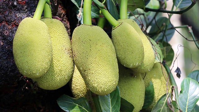 বড় হচ্ছে কাঁঠাল। কিছুদিন পরই পাকতে শুরু করবে। বার্ড, কোটবাড়ি, কুমিল্লা, ২০ এপ্রিল। ছবি: এমদাদুল হক