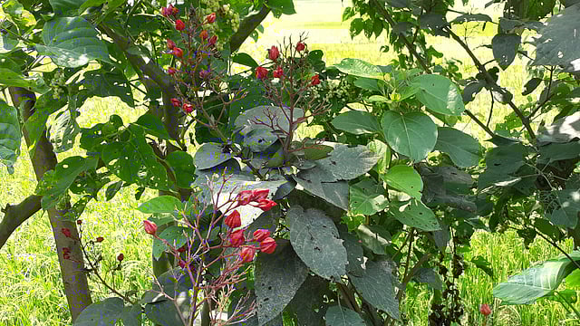 পথের ধারে টুকটুকে লাল ভাঁট ফুল। চক চান্দাইকোনা, ধানগড়া, রায়গঞ্জ, সিরাজগঞ্জ, ২০ এপ্রিল। ছবি: সাজেদুল আলম