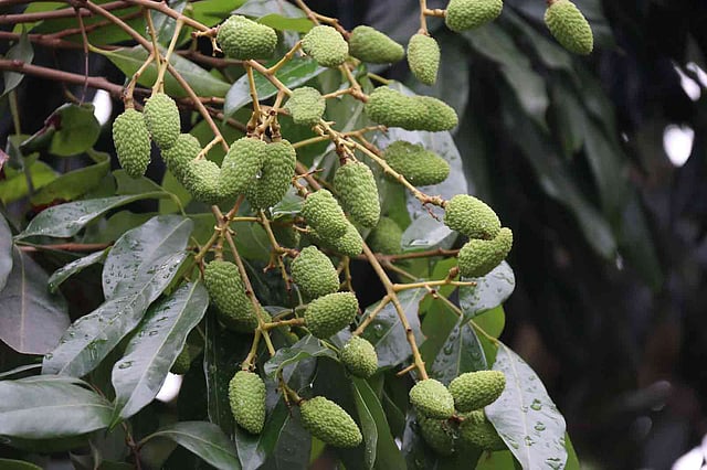 গাছে বড় হচ্ছে লিচু। কয়েক দিন পরেই বাজারে আসবে রসালো লিচু । হামিদনগর, সদর উপজেলা, ফরিদপুর, ২১ এপ্রিল। ছবি: আলীমুজ্জামান