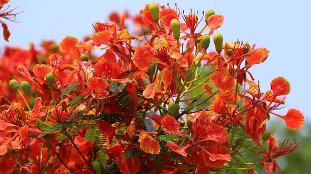 আগুনরাঙা কৃষ্ণচূড়া ফুল। কৈগাড়ি, নন্দীগ্রাম, বগুড়া, ২১ এপ্রিল। ছবি: সোয়েল রানা