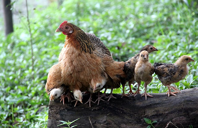 বাচ্চা–কাচ্চা নিয়ে মুরগির সংসার। বাইচাইল, মানিকগঞ্জ সদর, ২১ এপ্রিল। ছবি: আব্দুল মোমিন