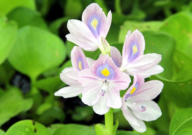 জলাশয়ে ফুটেছে বাহারি কচুরিপানা ফুল। জয়রা, মানিকগঞ্জ সদর, ২১ এপ্রিল। ছবি: আব্দুল মোমিন