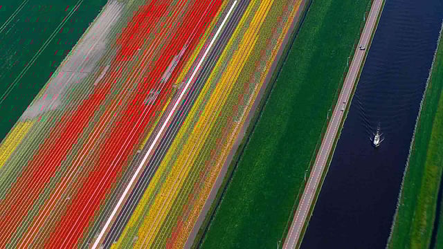 নানা রঙের ফুল চাষ করা হচ্ছে। আকাশ থেকে দেখা সেই সৌন্দর্য্য। লিস, নেদারল্যান্ডস, ২০ এপ্রিল। ছবি: রয়টার্স