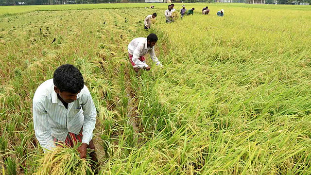 মাঠজুড়ে চলছে ধান কাটার ধুম। কেউ কাটছেন, কেউ আঁটি বাঁধছেন। রহমাননগর, নন্দীগ্রাম, বগুড়া। ২১ এপ্রিল। ছবি: সোয়েল রানা