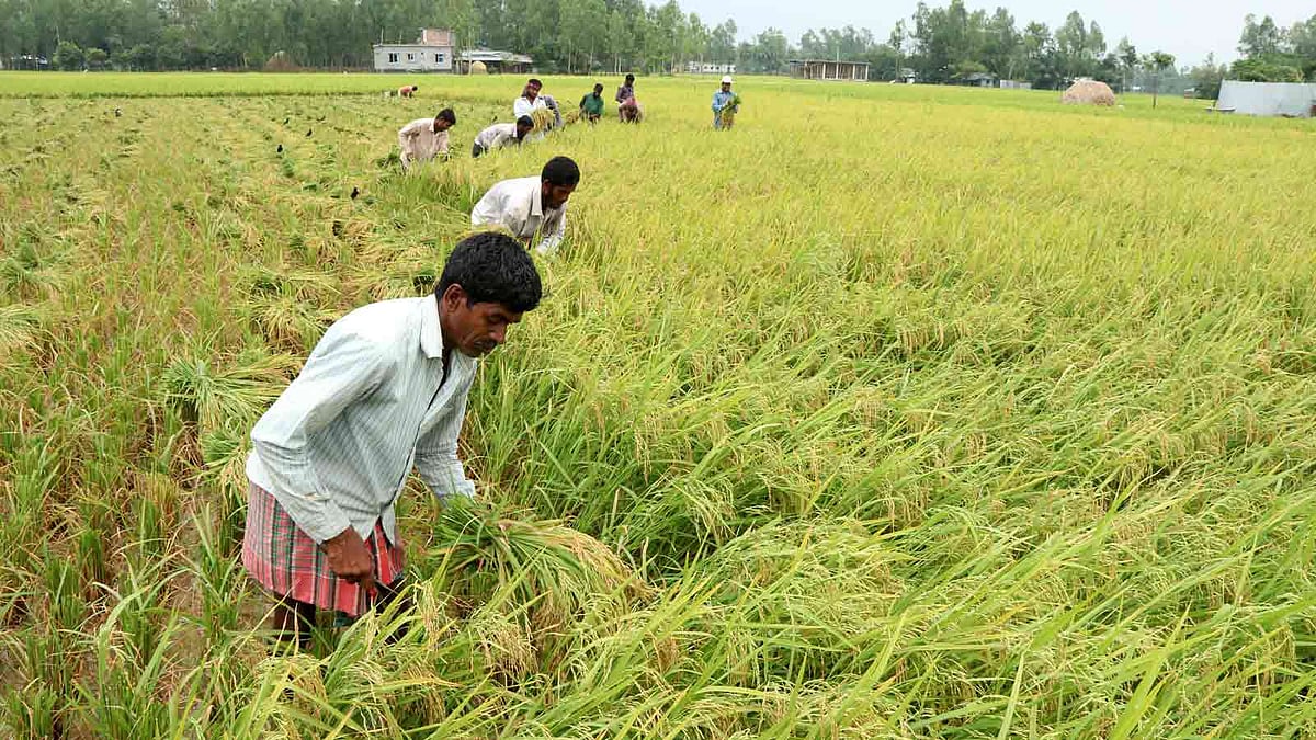 চলছে ধান কাটার ধুম। আবহাওয়া অনুকূলে থাকায় এবার বোরোর ফলন ভালো হয়েছে। রহমাননগর, নন্দীগ্রাম, বগুড়া। ২১ এপ্রিল। ছবি: সোয়েল রানা