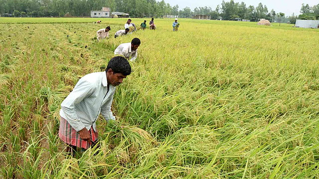 চলছে ধান কাটার ধুম। আবহাওয়া অনুকূলে থাকায় এবার বোরোর ফলন ভালো হয়েছে। রহমাননগর, নন্দীগ্রাম, বগুড়া। ২১ এপ্রিল। ছবি: সোয়েল রানা