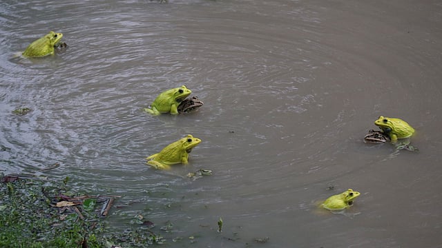 জলাভূমি কমে যাওয়ায় বিপন্ন হয়ে পড়ছে ব্যাঙ। প্রথম আলোর ফাইল ছবি