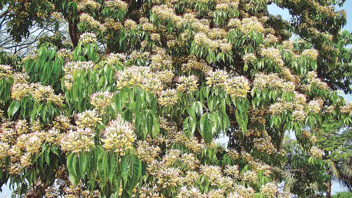 বরুণ ফুল, ভোলা থেকে তোলা।  ছবি: লেখক