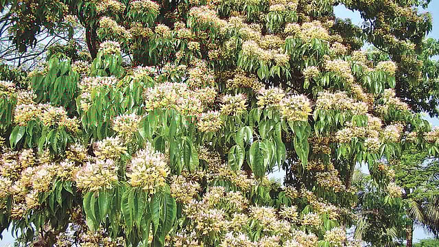 বরুণ ফুল, ভোলা থেকে তোলা।  ছবি: লেখক