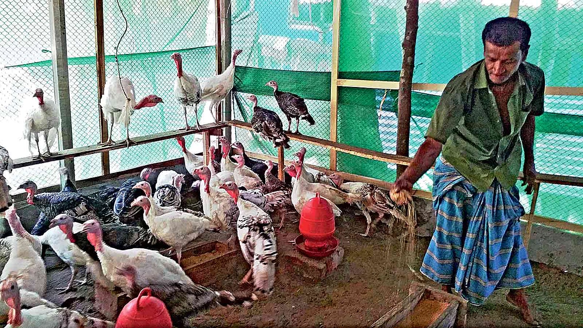 চাঁদপুরের হাইমচরে দুলাল মিয়ার খামারে আফ্রিকান টার্কি মোরগ। ছবি: প্রথম আলো
