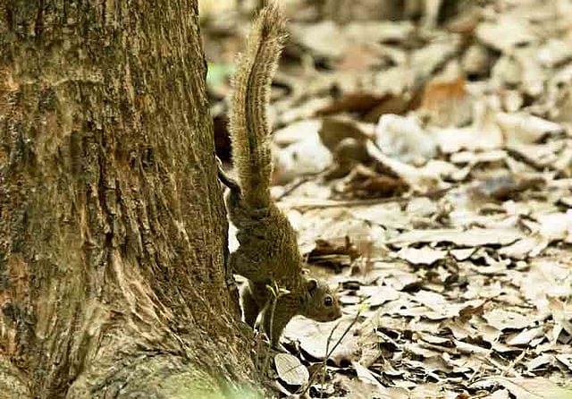 বাদামি কাঠবিড়ালির ছবিটি বাগেরহাটের ফকিরহাট থেকে তোলা।  ছবি: আদনান আজাদ
