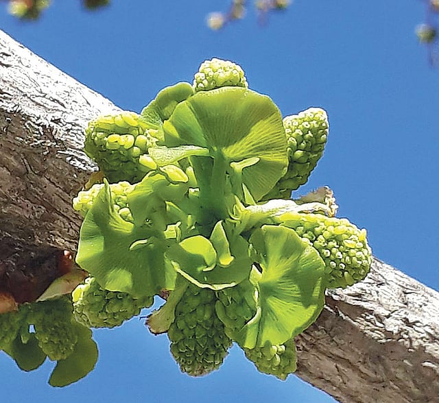 সজীব হয়ে উঠছে নিউইয়র্কের গাছগুলো। ব্রুকলিনের এই ছবিটি নেওয়া হয়েছে অভিবাসন অধিকারকর্মী ও সাংবাদিক সোহেল মাহমুদের ফেসবুক ওয়াল থেকে।