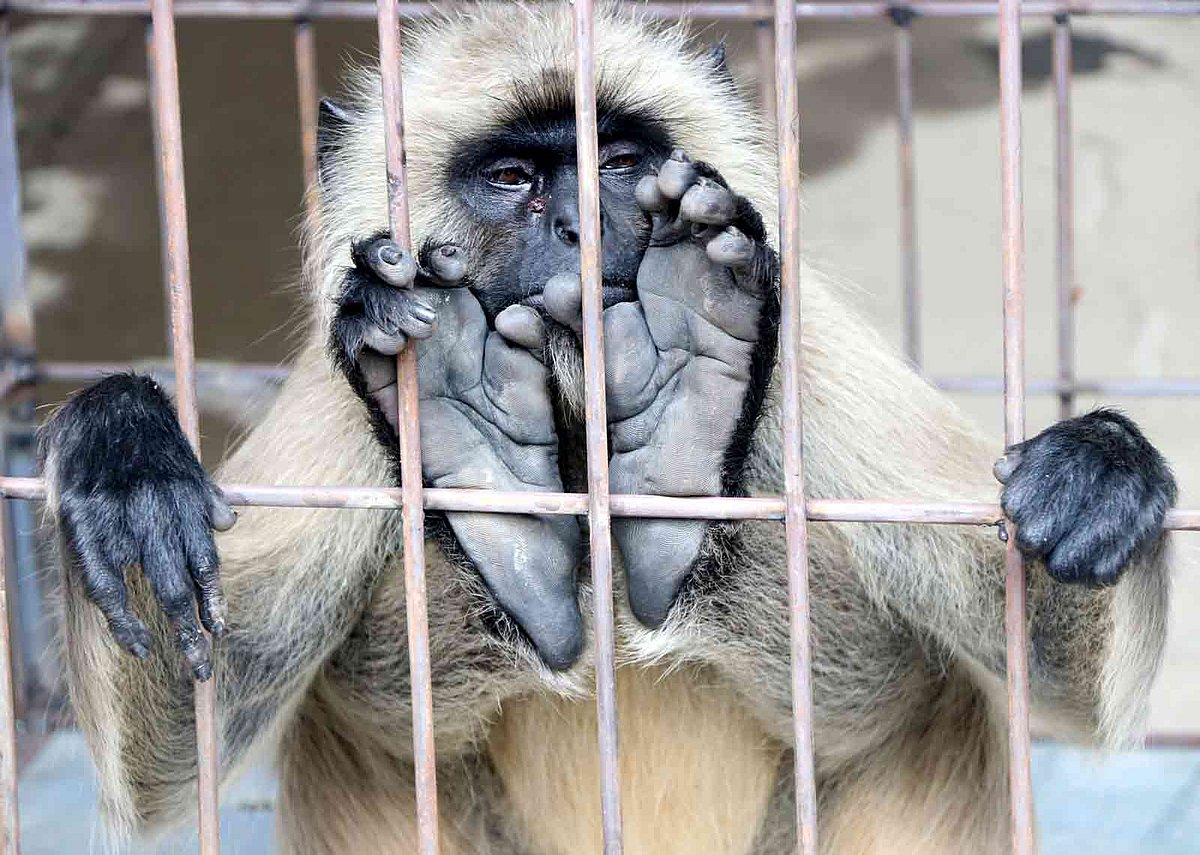 দলছুট হয়ে লোকালয়ে আসা হনুমানটি শাজাহানপুর উপজেলা পরিষদ এলাকা থেকে উদ্ধার করে সামাজিক বন বিভাগ, বগুড়া ও ঢাকার আগারগাঁওয়ে প্রধান কার্যালয়ের বন্যপ্রাণী অপরাধ নিয়ন্ত্রণ ইউনিট । বিভাগীয় কর্মকর্তার কার্যালয় বগুড়া , ০৫ মে । ছবি: সোয়েল রানা ,বগুড়া