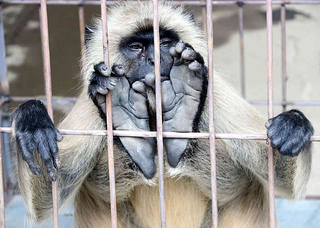 দলছুট হয়ে লোকালয়ে আসা হনুমানটি শাজাহানপুর উপজেলা পরিষদ এলাকা থেকে উদ্ধার করে সামাজিক বন বিভাগ, বগুড়া ও ঢাকার আগারগাঁওয়ে প্রধান কার্যালয়ের বন্যপ্রাণী অপরাধ নিয়ন্ত্রণ ইউনিট । বিভাগীয় কর্মকর্তার কার্যালয় বগুড়া , ০৫ মে । ছবি: সোয়েল রানা ,বগুড়া