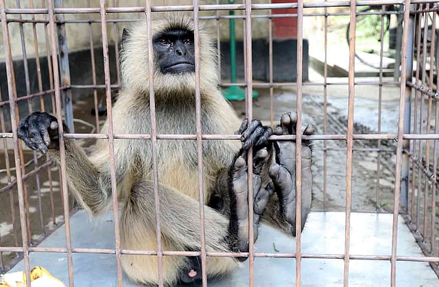 খাঁচার ভেতর উদ্ধার হওয়া হনুমানটি।  বিভাগীয় কর্মকর্তার কার্যালয় বগুড়া , ০৫ মে । ছবি: সোয়েল রানা ,বগুড়া