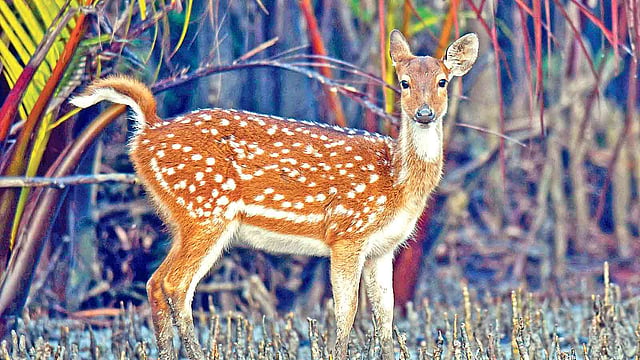 চিতালশাবক। সম্প্রতি সুন্দরবনের কচিখালীতে।  ছবি: লেখক