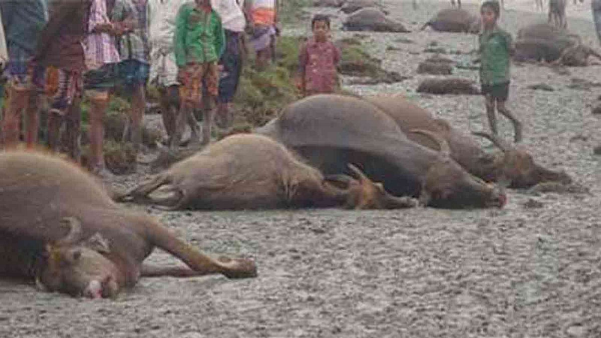 সিরাজগঞ্জের কাজীপুরের ঘোড়াচড়া চর এলাকায় বজ্রপাতে মারা যায় ১০ মহিষ।