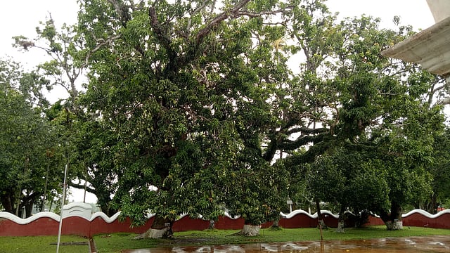 কুঠিবাড়ি প্রাঙ্গণে বহু বছরের পুরোনো আমগাছ।