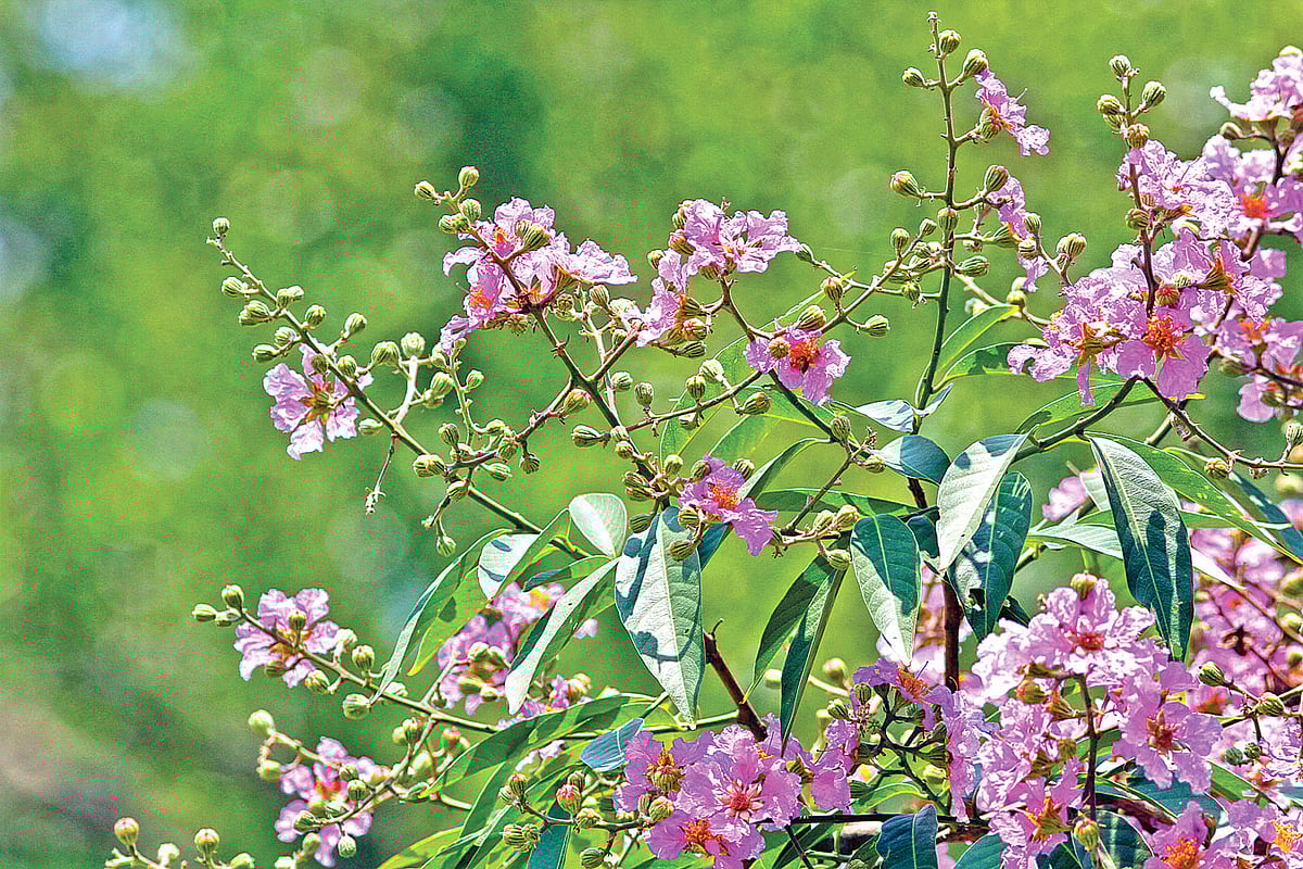 জারুল ফুল, রমনা পার্কে। সাম্প্রতিক ছবি।  লেখক