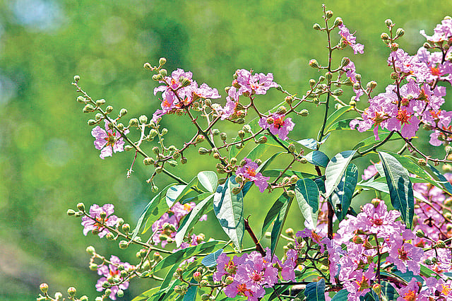 জারুল ফুল, রমনা পার্কে। সাম্প্রতিক ছবি।  লেখক