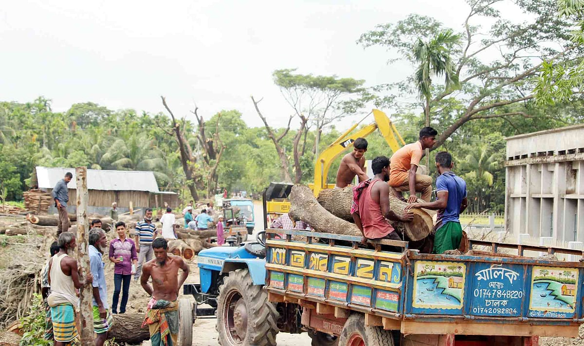 ভোলা-চরফ্যাশন মহাসড়কে গাছ কেটে ট্রাকে তোলা হচ্ছে। গত মঙ্গলবার লালমোহন উপজেলার ডাওরী হাট মাধ্যমিক বিদ্যালয়ের সামনে।  প্রথম আলো