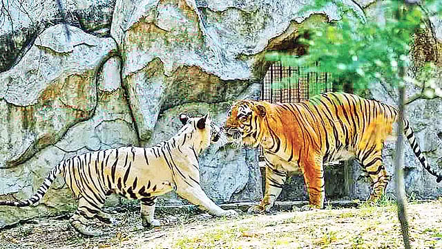 শ্বেতবাঘিনী নির্ভয়া ও বেঙ্গল টাইগার করণ।  ছবি: ইন্ডিয়ান এক্সপ্রেস