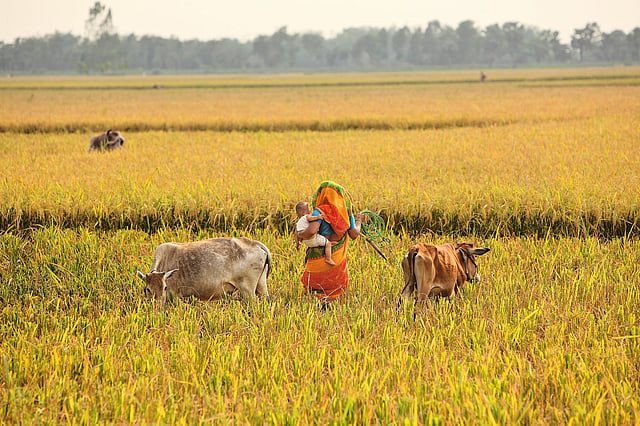 সন্তান কোলে গরু চরাচ্ছেন এক মা। দিনাজপুর। ছবি: সুমন ইউসুফ