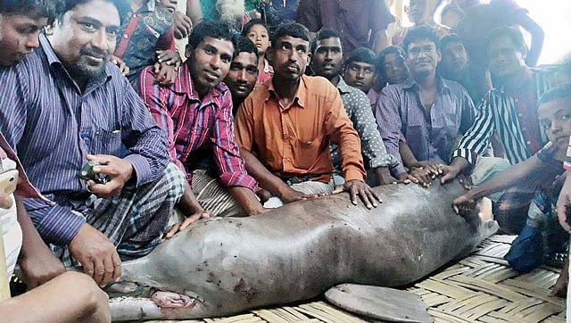 লালমনিরহাটের কালীগঞ্জের ভোটমারীতে তিস্তা নদীতে সোমবার দুপুরে ধরা পড়ে প্রায় পাঁচ মণ ওজনের ডলফিন। ছবি: প্রথম আলো