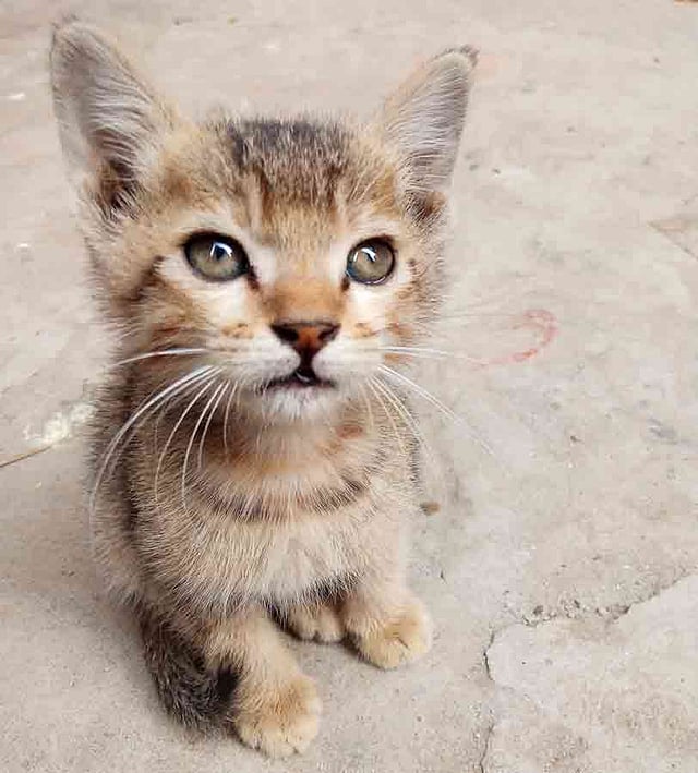 ক্যামেরার দিকে ফ্যালফ্যাল দৃষ্টিতে তাকিয়ে আছে আদুরে বিড়ালছানা। খিলগাঁও, ঢাকা, সাম্প্রতিক ছবি। ছবি: সারা ফ্যায়রুজ যাইমা