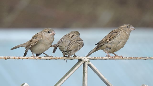 সদ্য উড়তে শেখা ছানাগুলোর সঙ্গে বসে আছে মা চড়ুই। ছানাগুলোকে চোখে চোখে রাখছে পাখিটি। প্রেসক্লাব চত্বর, নোয়াখালী, ১৪ মে। ছবি: মাহবুবুর রহমান