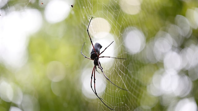 নিজের বানানো জালের কেন্দ্রে স্থির বসে আছে একটি মাকড়সা। জাতীয় উদ্ভিদ উদ্যান, ঢাকা, সাম্প্রতিক ছবি। ছবি: আবদুস সালাম