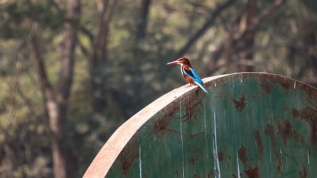 শিকারের অপেক্ষায় বসে আছে একটি মাছরাঙা পাখি। লাহারহাট, বরিশাল, ১৫ মে। ছবি: সাইয়ান