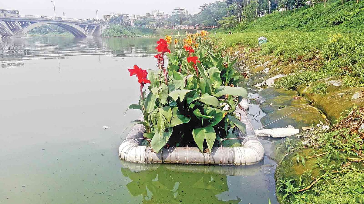 হাতিরঝিলে চারকোনা প্লাস্টিকের পাইপের ফ্রেমের মধ্যে লাগানো হয়েছে গাছ।  প্রথম আলো