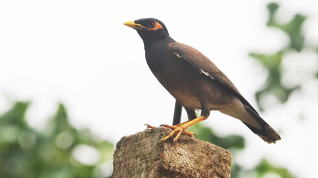 বাংলা নাম ভাত শালিক। এই পাখির ইংরেজি নাম কমন ময়না। বোয়ালখালী, দীঘিনালা, খাগড়াছড়ি, ১৫ মে। ছবি: পলাশ বড়ুয়া