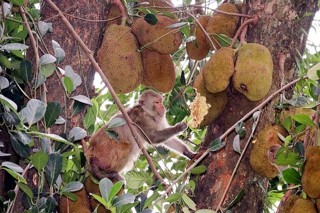 সিলেটের পাহাড়-টিলায় পাকা কাঁঠাল ঝুলছে। লোভ সামলাতে পারেনি বানর। সিলেট নগরের শাহি ঈদগাহ এলাকা, মে ১৮। ছবি: আনিস মাহমুদ