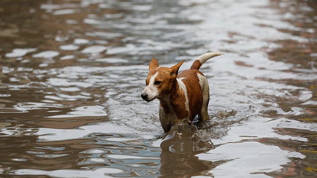 একটু বৃষ্টিতেই ঢাকার পূর্ব জুরাইনে জলাবদ্ধতার সৃষ্টি হয়। সারা বছরই ভোগান্তি পোহান এলাকাবাসী। ভালো নেই এলাকার কুকুরগুলোও। কে আলী সরদার সড়ক, জুরাইন, ঢাকা, ১৮ মে। ছবি: দীপু মালাকার