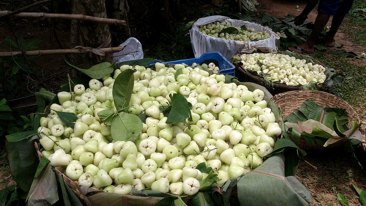 রানীগঞ্জে ঝুড়িতে রাখা জামরুল।  প্রথম আলো