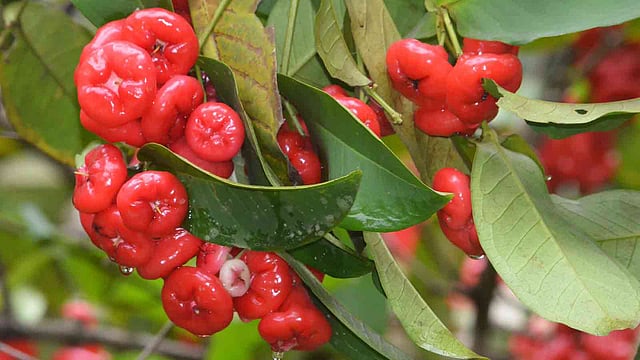 জামরুলগাছে থোকা থোকা লাল জামরুল। খাগড়াছড়ির দীঘিনালার বসু ফ্রুটস ভ্যালি এলাকা, ১৬ মে। ছবি: পলাশ বড়ুয়া